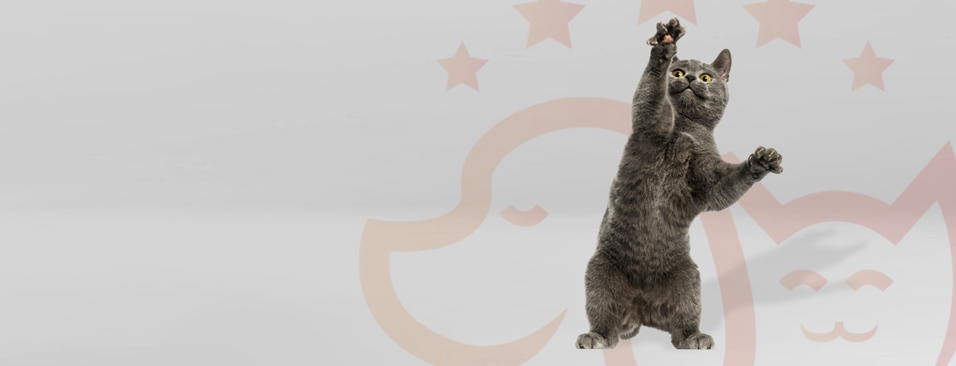 Arka ayakları üzerinde oynayan gri kedi