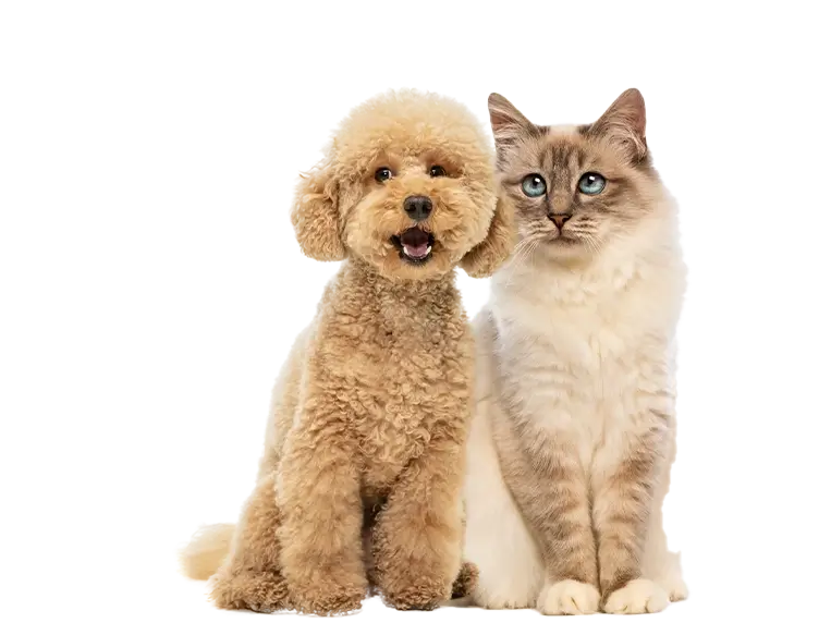 kopek-kedi-1